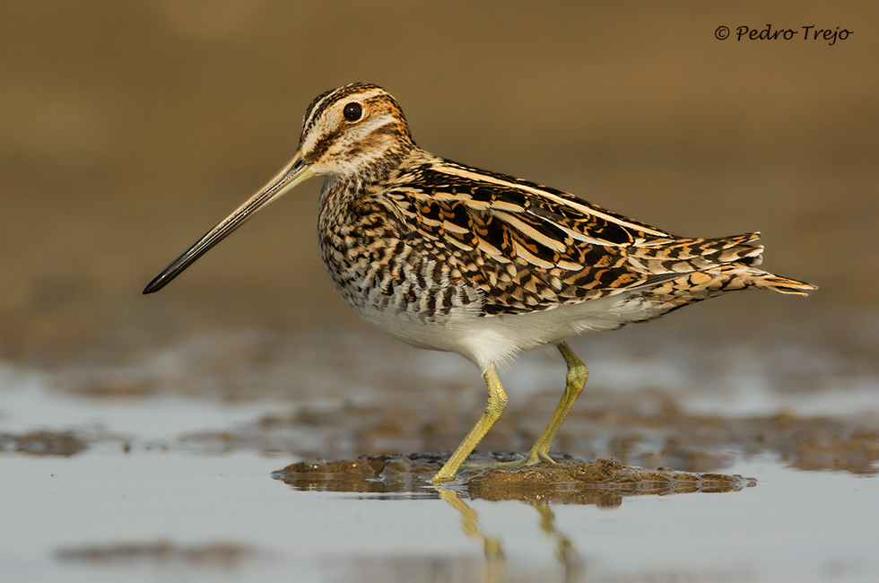 Agachadiza común (Galinago gallinago)